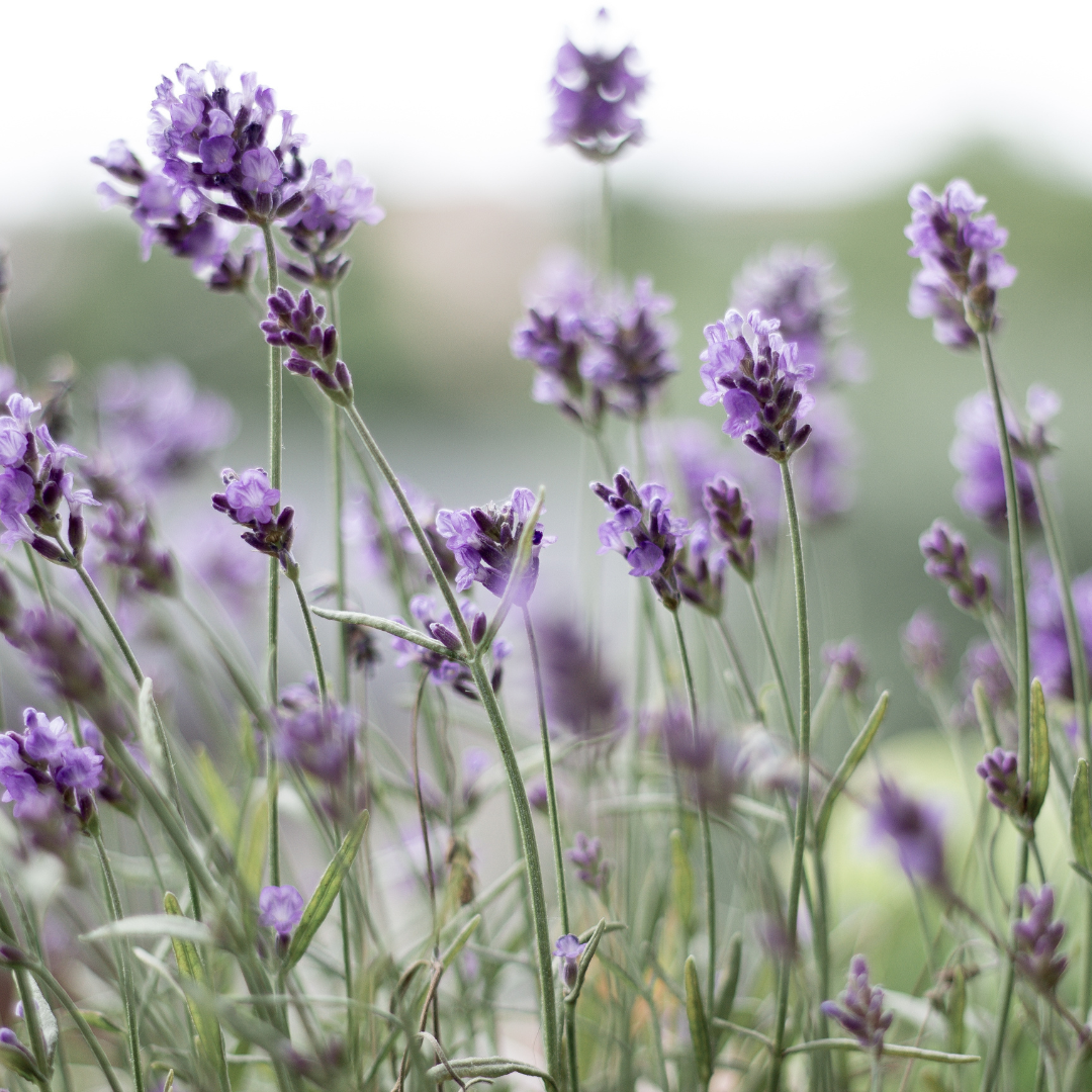 Bakuchiol Serum Might Be Your Skin’s New Best Friend!